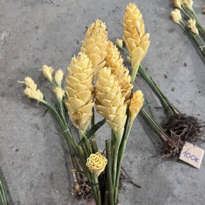 Cây gừng gió, gừng dại hoa vàng