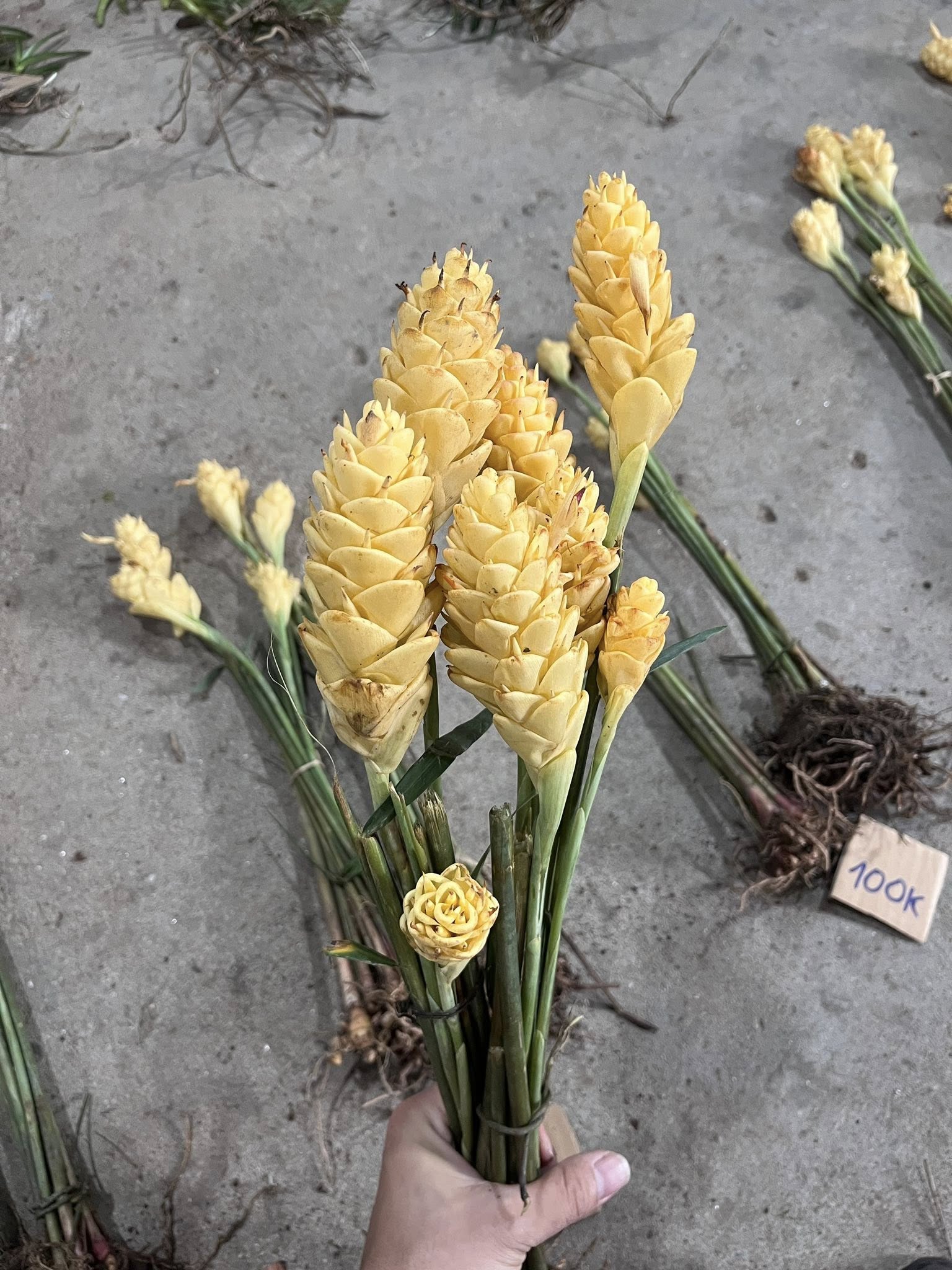 Cây gừng gió, gừng dại hoa vàng Cây gừng gió, gừng dại hoa vàng