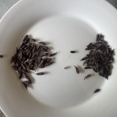 Hạt Giống Cây bách bộ