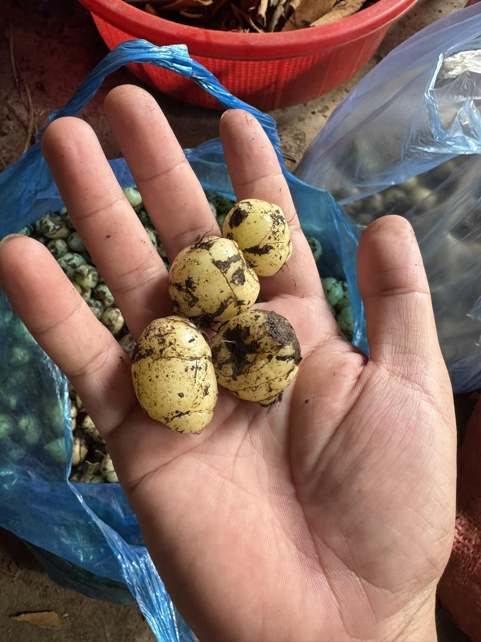 củ giống Cây Bạch cập: Dược liệu cầm máu hiệu quả, dễ tìm củ giống Cây Bạch cập: Dược liệu cầm máu hiệu quả, dễ tìm