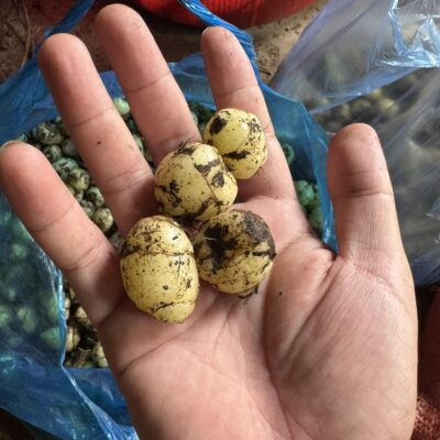 củ giống Cây Bạch cập: Dược liệu cầm máu hiệu quả, dễ tìm