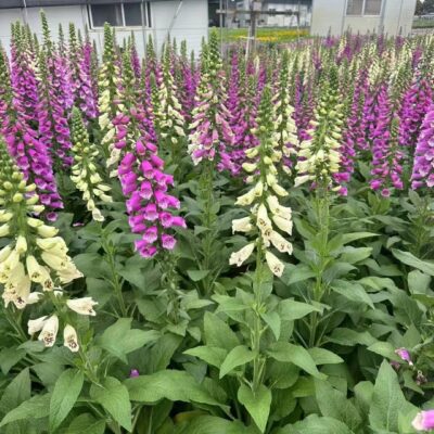 CÂY GIỐNG HOA MAO ĐỊA HOÀNG MIX MÀU ƯƠM VỈ