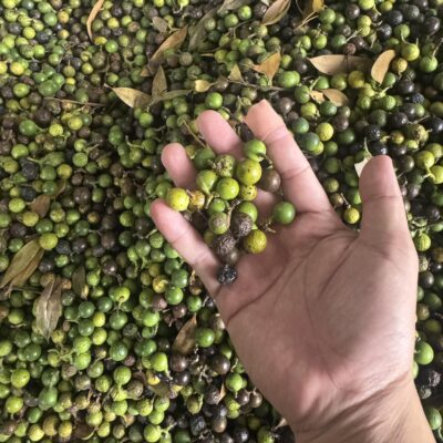 Hạt Giống cây Kim Giao (Kim Giao Núi Đá - Nageia fleuryi (Hick.) de Laubenf.) - 1kg