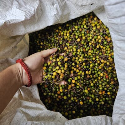 Hạt Giống Cây Khôi Nhung - 1kg