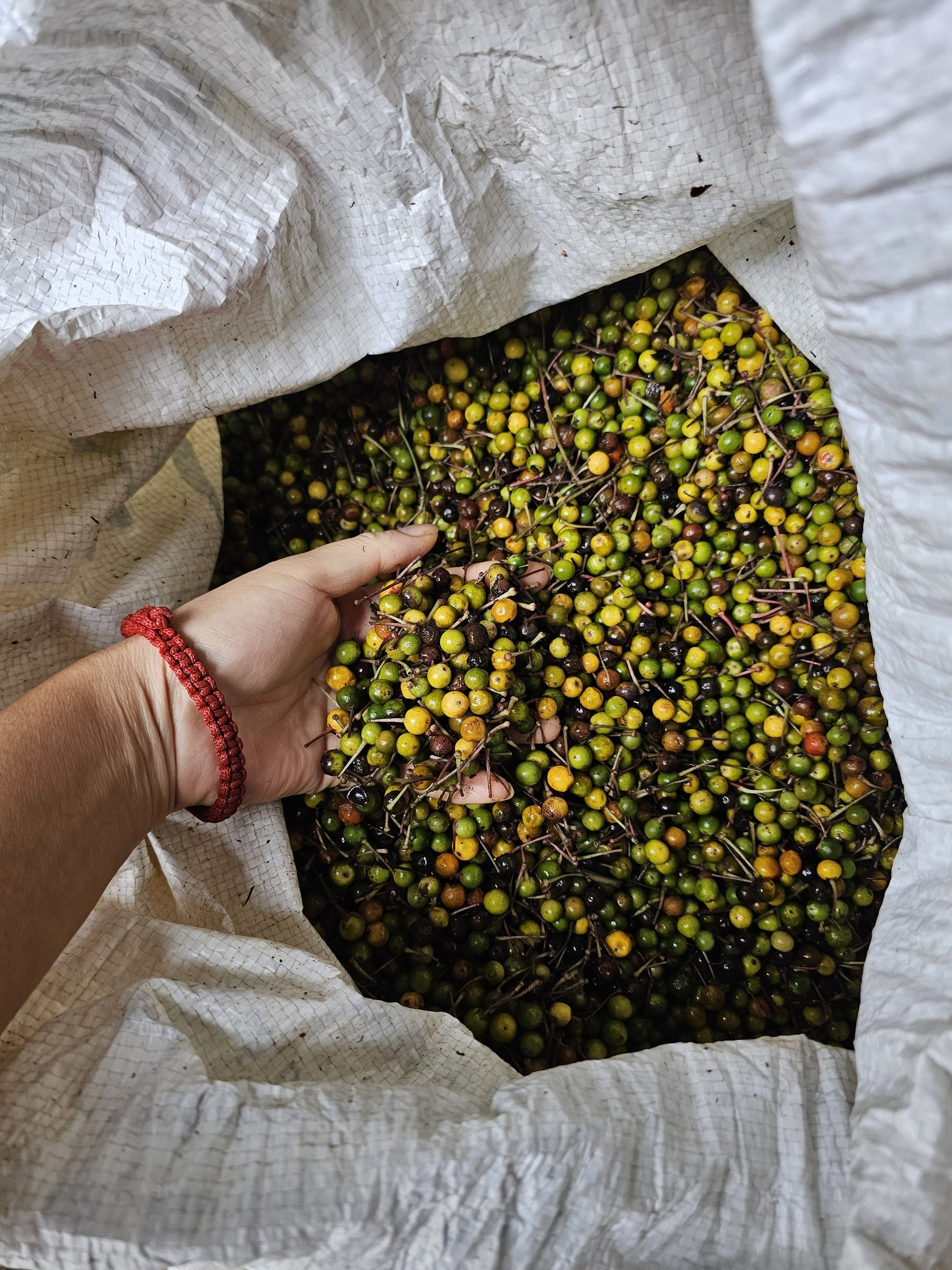 Hạt Giống Cây Khôi Nhung - 1kg Hạt Giống Cây Khôi Nhung - 1kg