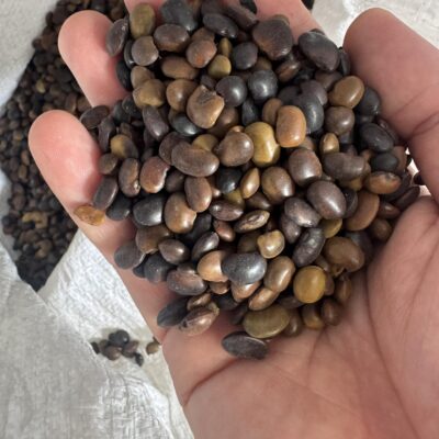 Hạt Giống cây hoa hòe , cây hòe - 1kg