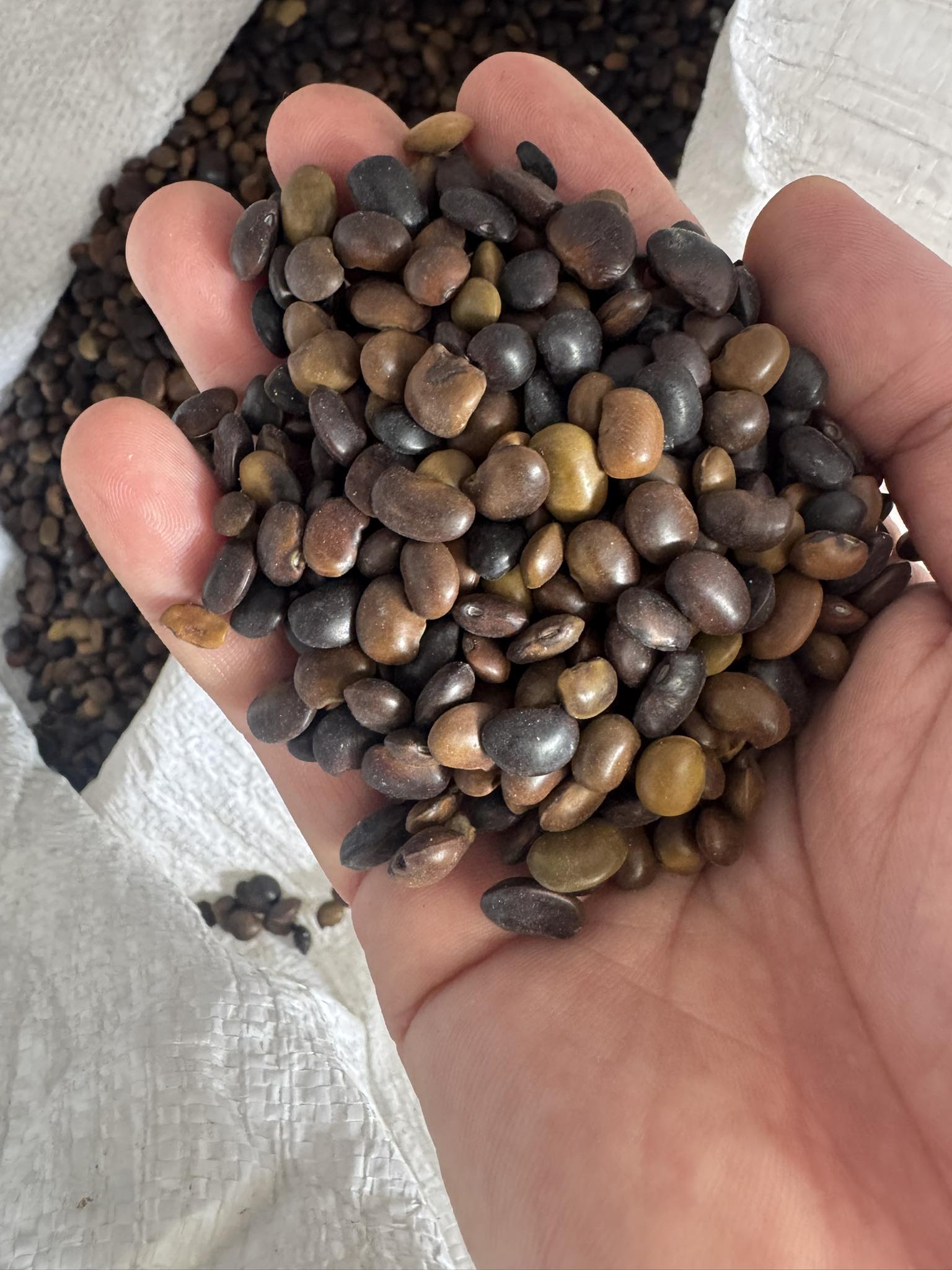 Hạt Giống cây hoa hòe , cây hòe - 1kg Hạt Giống cây hoa hòe , cây hòe - 1kg