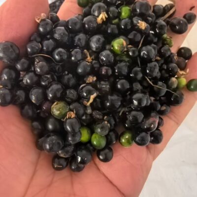 Hạt Giống cây MẠCH MÔN- 1kg