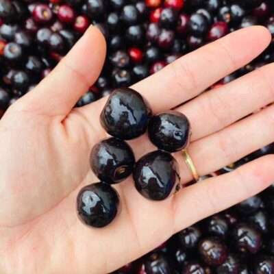 QUẢ CHERRY RỪNG TƯƠI - 1KG