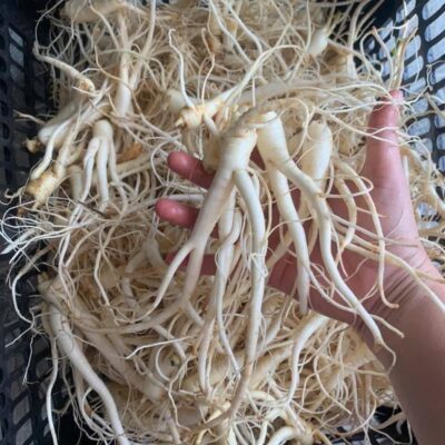 SÂM CÁT CÁNH RỪNG TƯƠI - 1KG