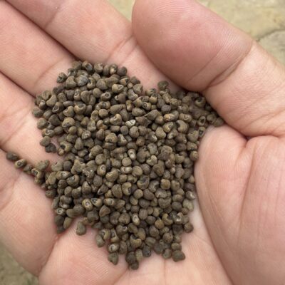 Hạt Giống Cây Sâm Bố Chính -1kg