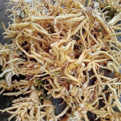 rễ đinh lăng nếp cả chùm tươi - 1KG