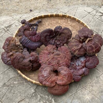 Nấm Lim Xanh rừng tự nhiên - 1KG