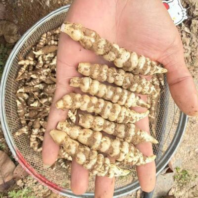 Củ Sùng Thảo (Đông Trùng Đá) TƯƠI - 1KG