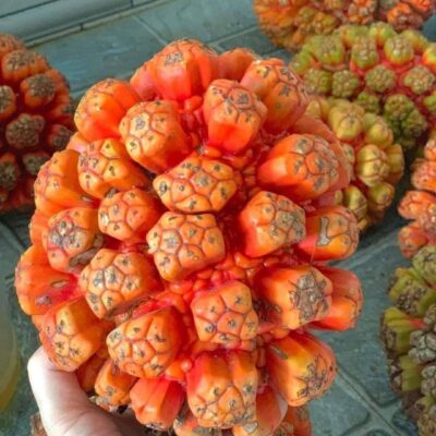 Quả dứa dại RỪNG TƯƠI - 1KG