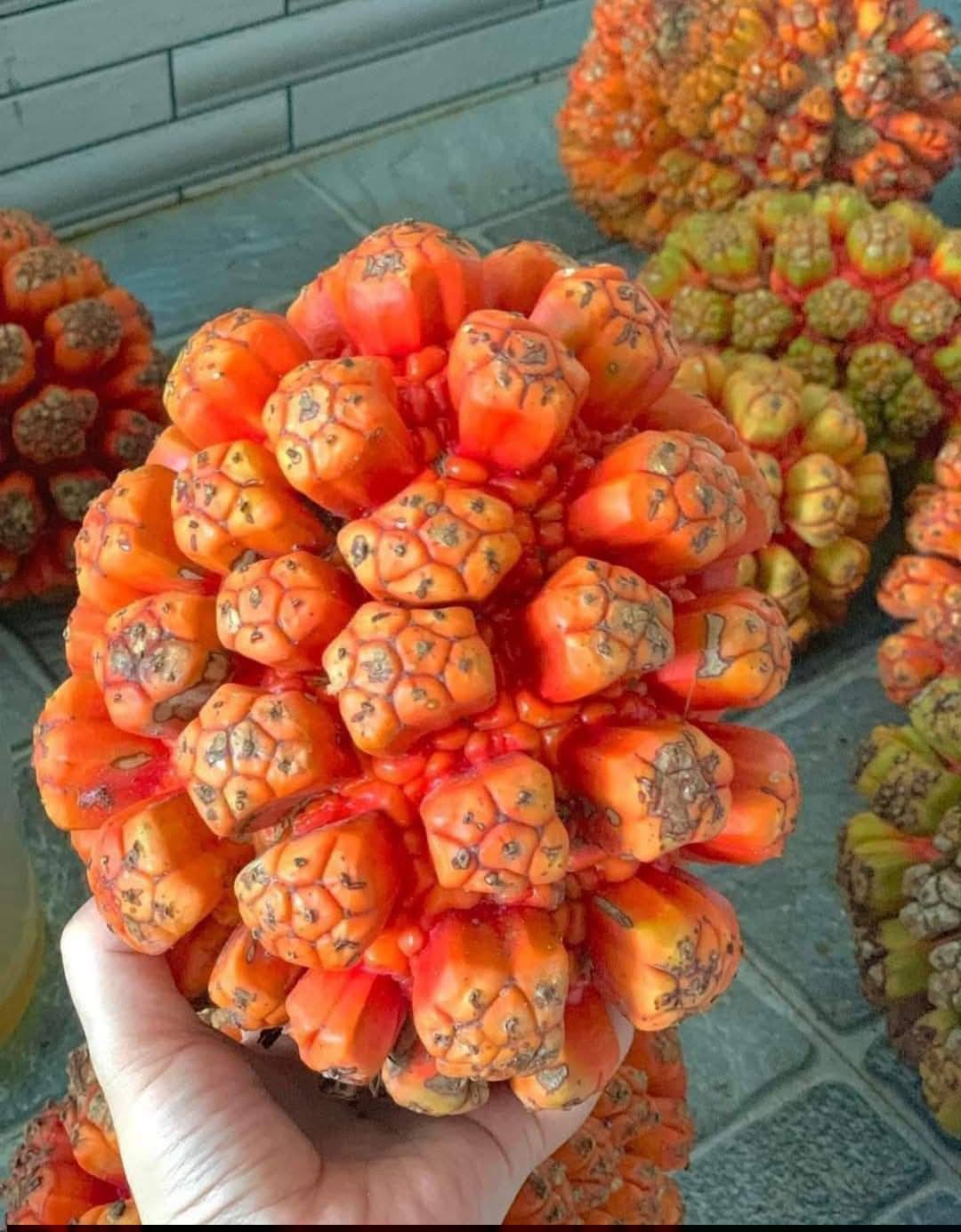 Quả dứa dại RỪNG TƯƠI - 1KG Quả dứa dại RỪNG TƯƠI - 1KG