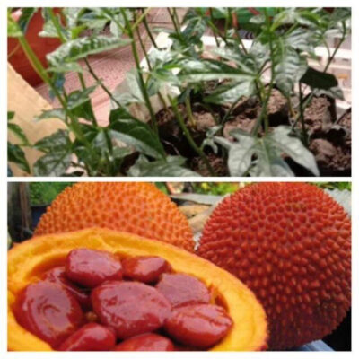 cây giống gấc nếp