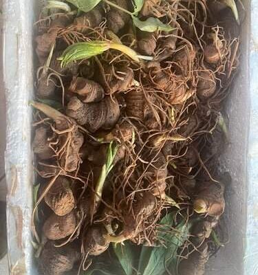 Củ Giống Cây THẤT DIỆP NHẤT CHI HOA ( Cây 7 lá 1 hoa )