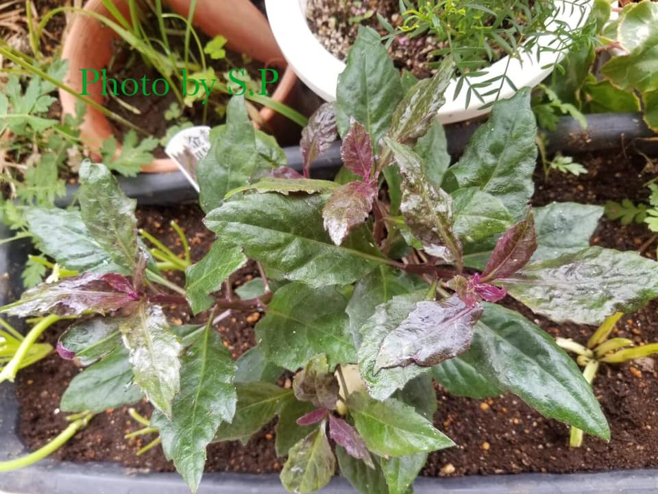 Cây bầu đất tím Cây bầu đất tím