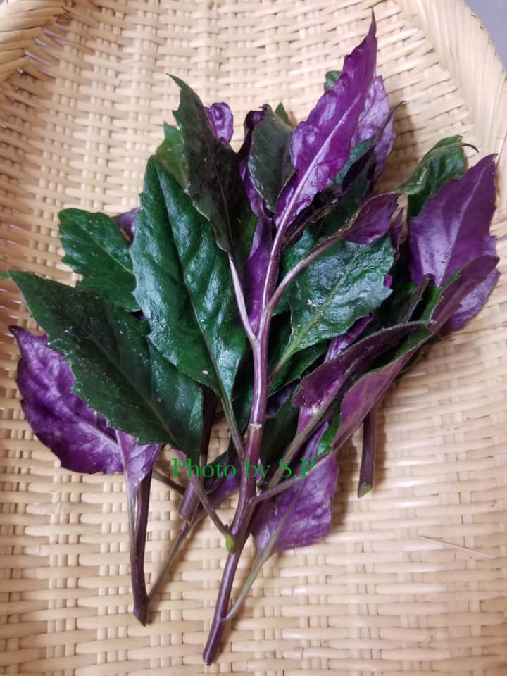 Cây bầu đất tím Cây bầu đất tím