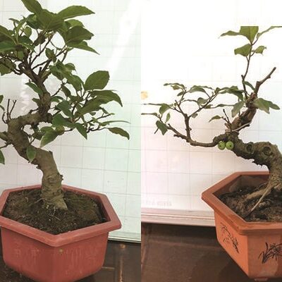 chậu cây sung thế, sung cản bonsai