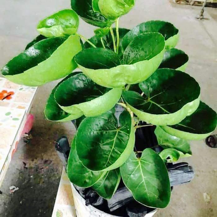 Cây Đinh Lăng Chén (Cây Đinh Lăng Lá Tròn Thái Lan) Cây Đinh Lăng Chén (Cây Đinh Lăng Lá Tròn Thái Lan)