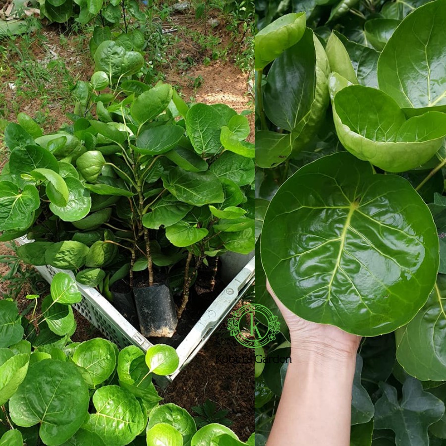 Cây Đinh Lăng Chén (Cây Đinh Lăng Lá Tròn Thái Lan) Cây Đinh Lăng Chén (Cây Đinh Lăng Lá Tròn Thái Lan)