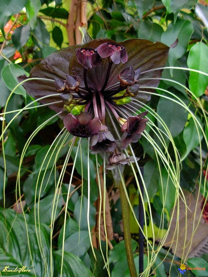 Cây Râu hùm (Tacca chantrieri André) : Vị thuốc trị tê thấp hiệu quả Cây Râu hùm (Tacca chantrieri André) : Vị thuốc trị tê thấp hiệu quả