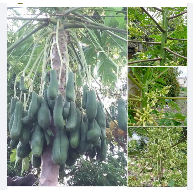 hạt giống cây đu đủ đực (gói 10 hạt) hạt giống cây đu đủ đực (gói 10 hạt)