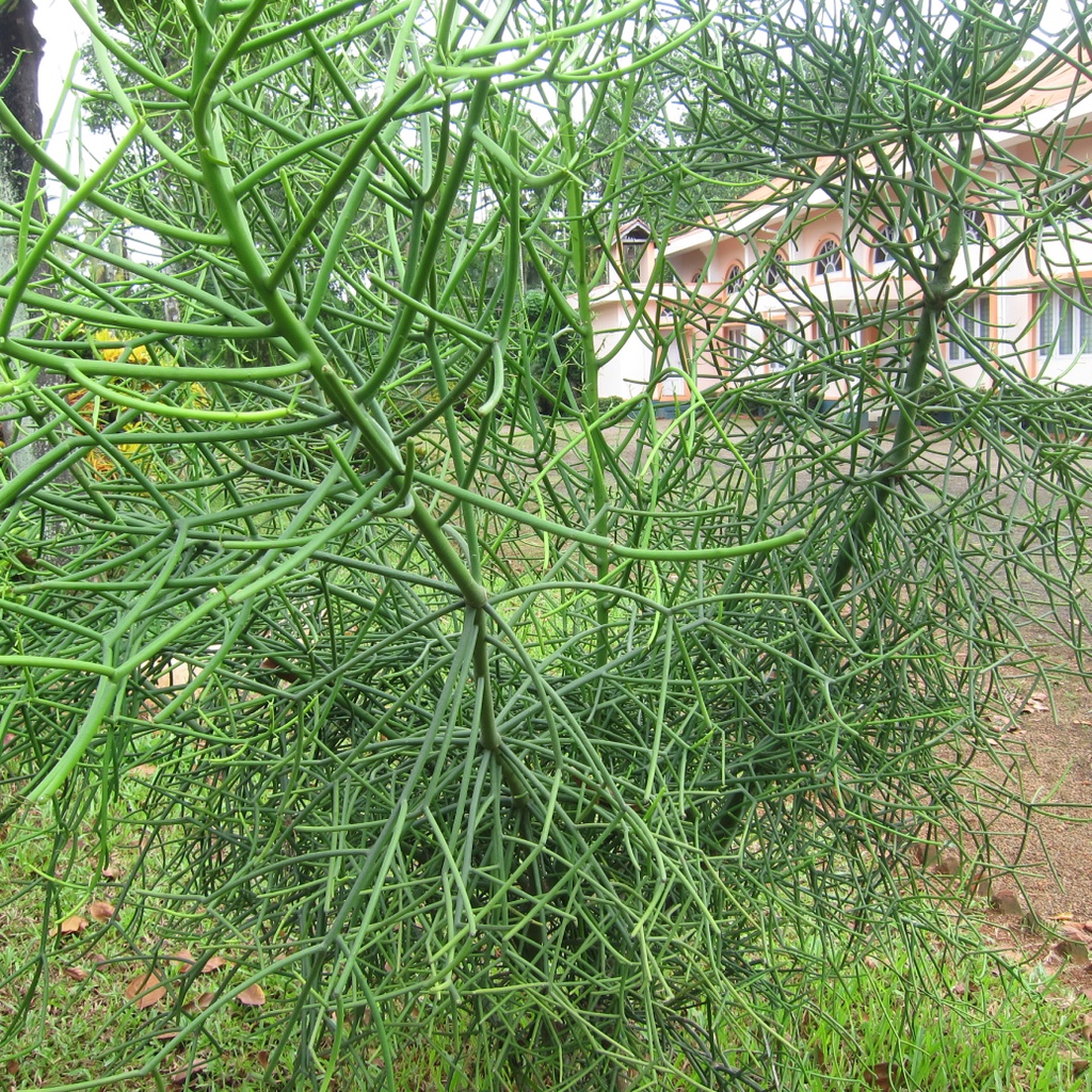 Cây giao (cây xương cá) Cây giao (cây xương cá)