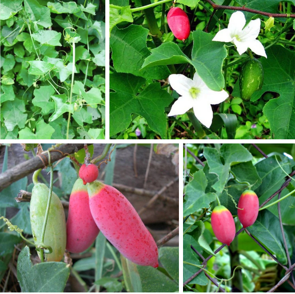 Hạt Giống Cây Bình Bát Dây - Dây Bát Mãng Bát