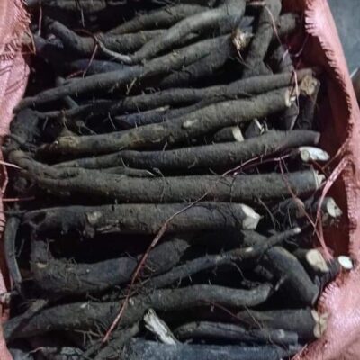 Cây Giống Sâm Bảo Ngọc (sâm béo Đen) - SÂM ĐEN