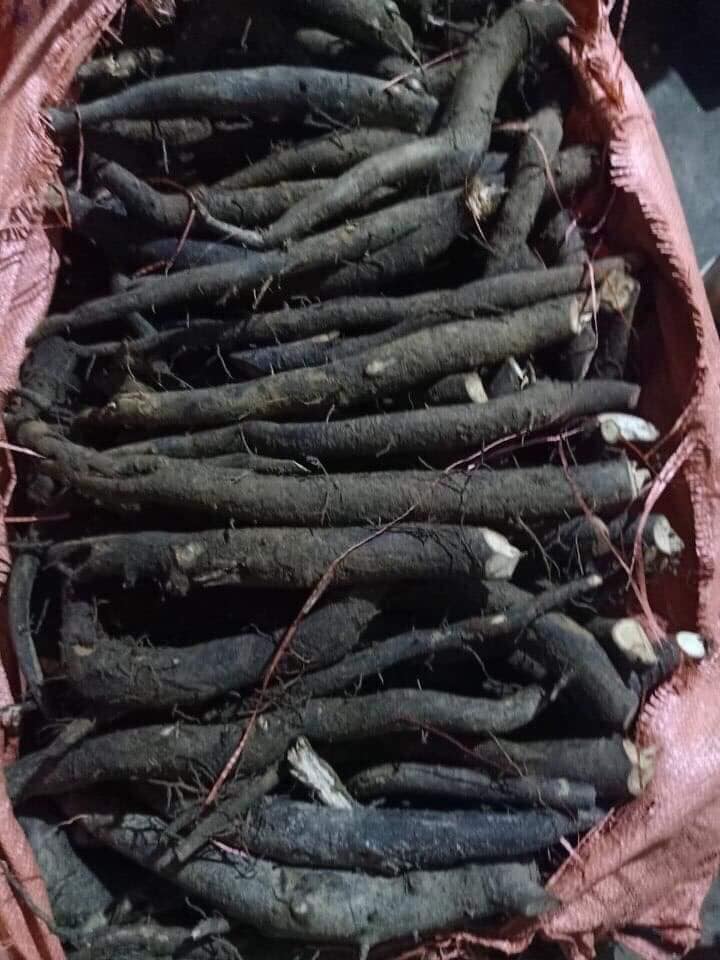 Cây Giống Sâm Bảo Ngọc (sâm béo Đen) - SÂM ĐEN Cây Giống Sâm Bảo Ngọc (sâm béo Đen) - SÂM ĐEN