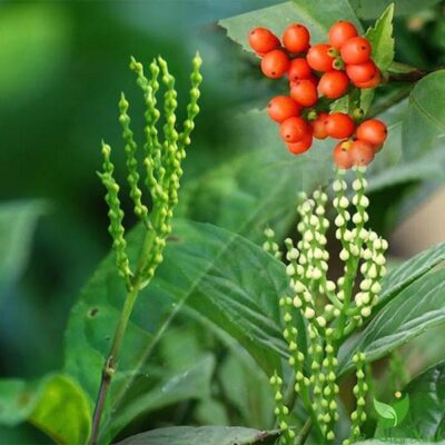 hoa sói thơm ướp trà