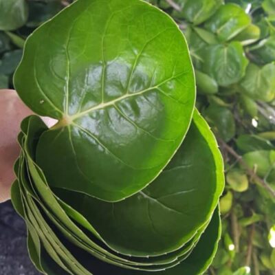 Cây Đinh Lăng Chén (Cây Đinh Lăng Lá Tròn Thái Lan)