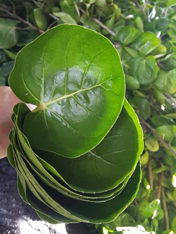 Cây Đinh Lăng Chén (Cây Đinh Lăng Lá Tròn Thái Lan) Cây Đinh Lăng Chén (Cây Đinh Lăng Lá Tròn Thái Lan)