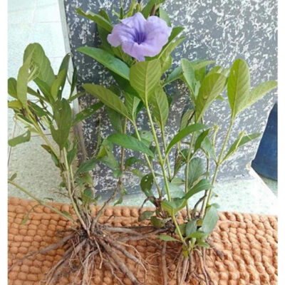 Cây nổ (cây nổ sâm đất) | Cây sâm tanh tách