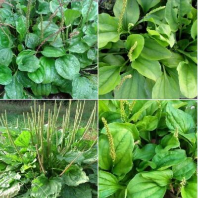 GIỐNG CÂY BÔNG MÃ ĐỀ