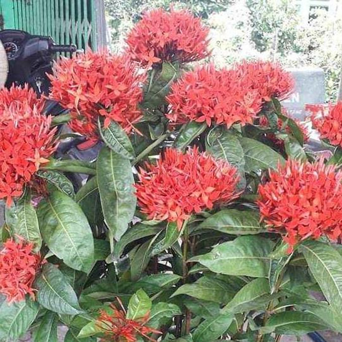 hoa mẫu đơn đỏ hồng (hoa trang đỏ) hoa mẫu đơn đỏ hồng (hoa trang đỏ)