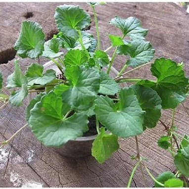 Cây giống cây rau má ta