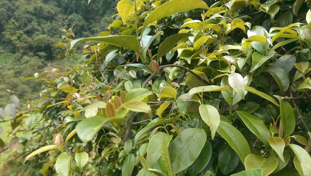 giống cây lá giang nấu canh chua giống cây lá giang nấu canh chua