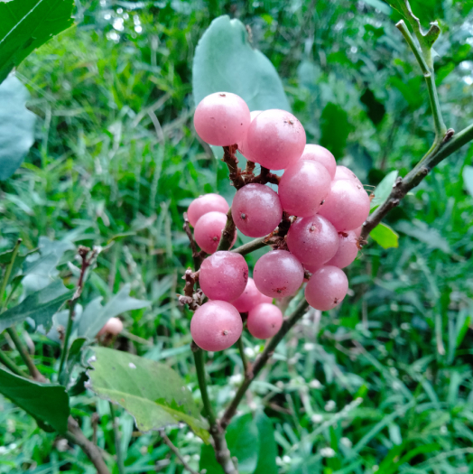 cây bưởi bung cây bưởi bung