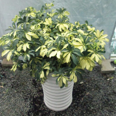 cây ngũ gia bì chân chim lá cẩm thạch