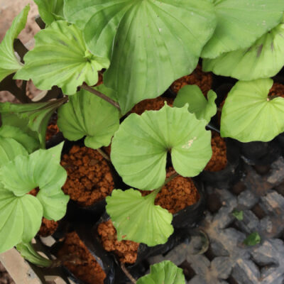 CÂY GIỐNG SÂM Thanh thiên quỳ (Cây sâm Một Lá - Nervilia fordii)