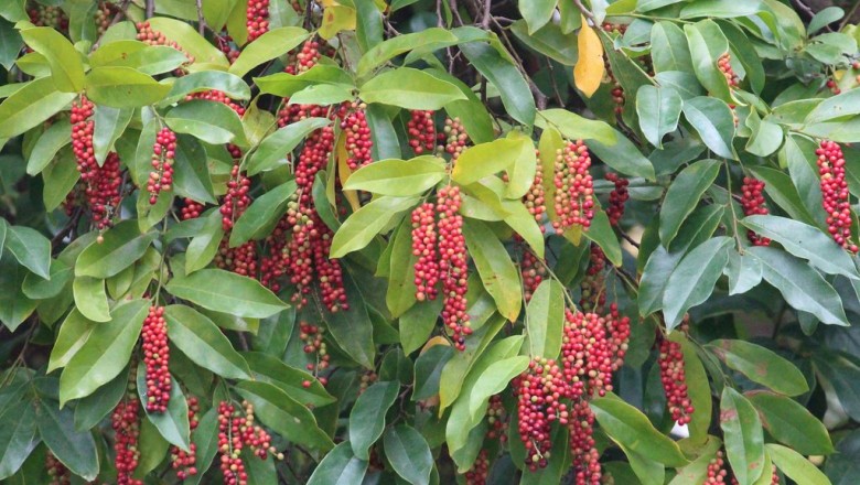 CÂY CHÒI MÒI TRÂU CÂY CHÒI MÒI TRÂU