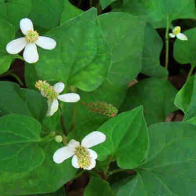 bầu cây giống rau diếp cá