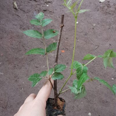 Cây giống chè dây