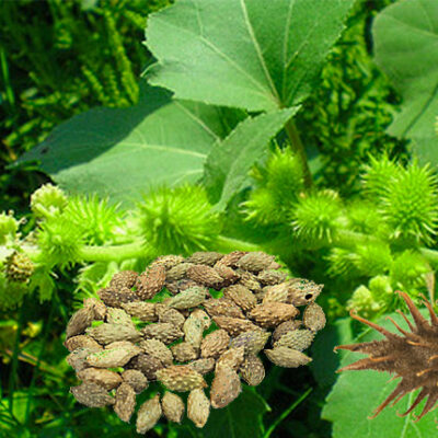 cây ké đầu ngựa