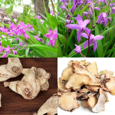 Cây Bạch cập: Dược liệu cầm máu hiệu quả, dễ tìm