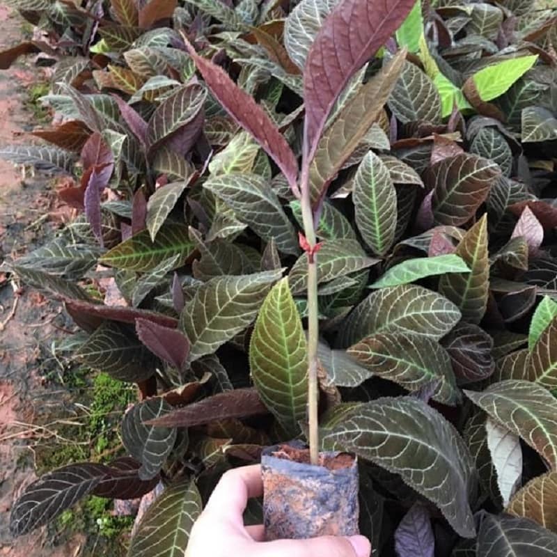 CÂY KHÔI NHUNG CÂY KHÔI NHUNG